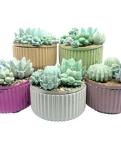 Ribbed Concrete Succulent Garden Container (Surprise Top)