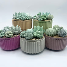 Ribbed Concrete Succulent Garden Container (Surprise Top)