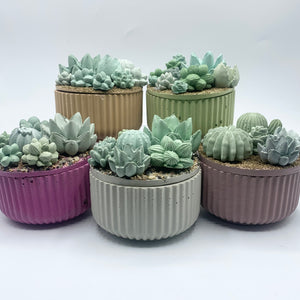 Ribbed Concrete Succulent Garden Container (Surprise Top)