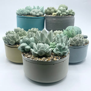 Concrete Succulent Garden Container (Surprise Top)