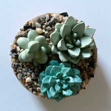 Succulent Garden Candle - 7 oz