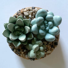 Succulent Garden Candle - 7 oz