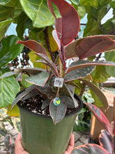 PRE-ORDER: Virgo Plant Charm