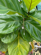 PRE-ORDER: Leo Plant Charm