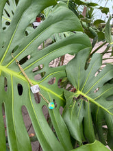 PRE-ORDER: Sagittarius Plant Charm