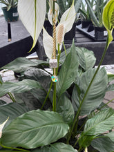 PRE-ORDER: Cancer Plant Charm