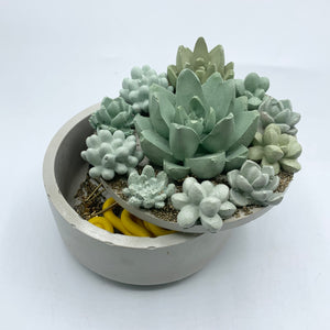 Concrete Succulent Garden Container (Surprise Top)