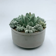 Concrete Succulent Garden Container (Surprise Top)