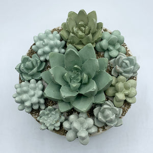 Concrete Succulent Garden Container (Surprise Top)