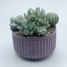 Ribbed Concrete Succulent Garden Container (Surprise Top)