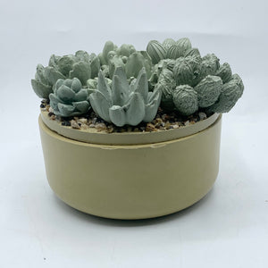 Concrete Succulent Garden Container (Surprise Top)